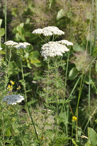 Noble Yarrow (Achillea nobilis)