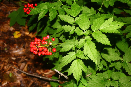 red baneberry (Actaea rubra)