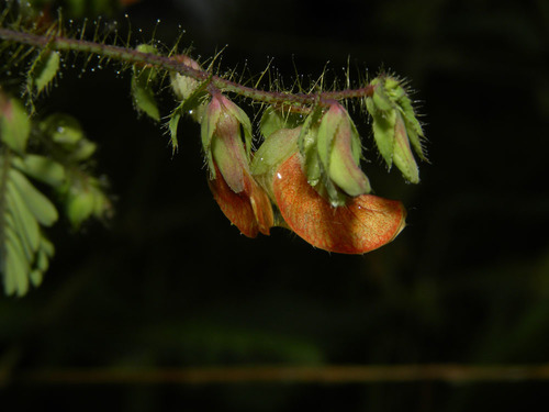 Aeschynomene Sensitiva | Plant Guide | ePlant