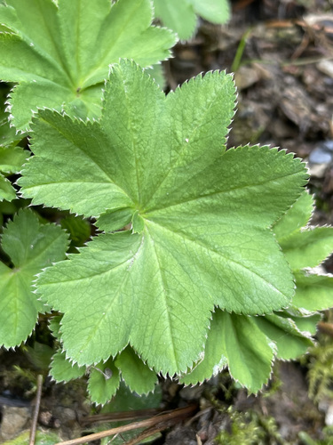 Pale Lady's-mantle (Alchemilla xanthochlora)