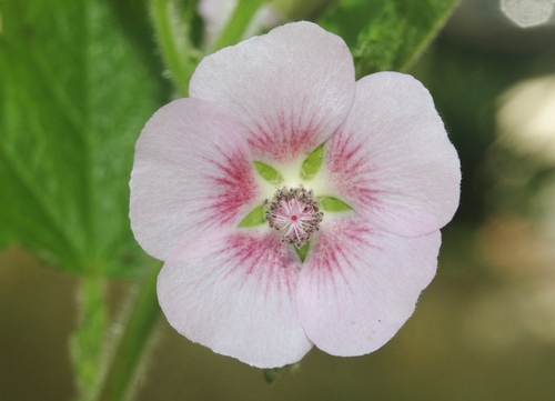 Cape African-Queen (Anisodontea capensis)