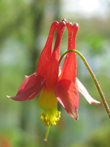Red Columbine (Aquilegia canadensis)