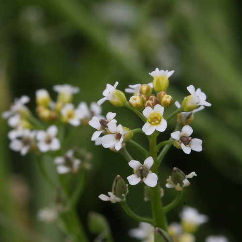 Ballmustard (Calepina irregularis)
