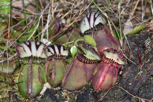 Albany pitcher plant (Cephalotus follicularis)
