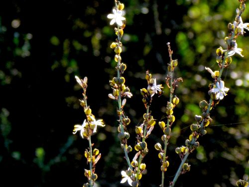 Chlorophytum Capense (Chlorophytum capense)