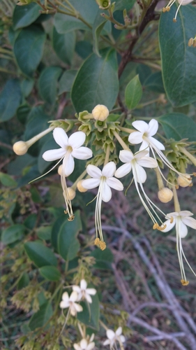Chance Tree Clerodendrum tomentosum | Plant Guide | ePlant
