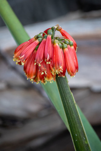 Green-Tip Forest Lily (Clivia nobilis)