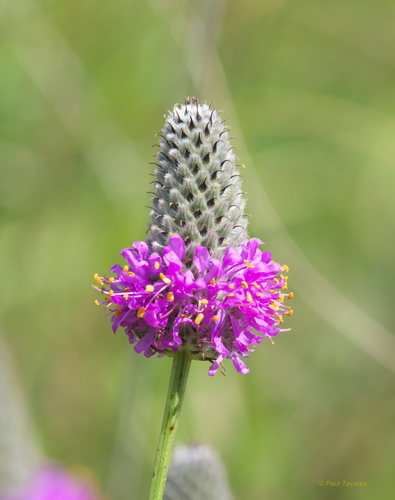 purple prairie clover (Dalea purpurea)