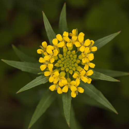 Wormseed Wallflower (Erysimum cheiranthoides)