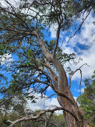 Cider Gum (Eucalyptus gunnii)
