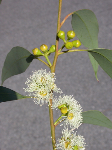 Peppermint (Mentha × piperita)