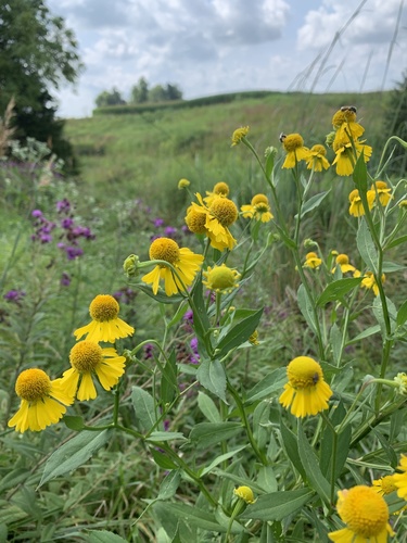 Common Sneezeweed (Helenium autumnale)