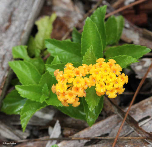 Lantana depressa (Lantana depressa)