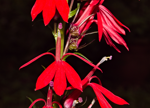 Cardinalflower (Lobelia cardinalis)