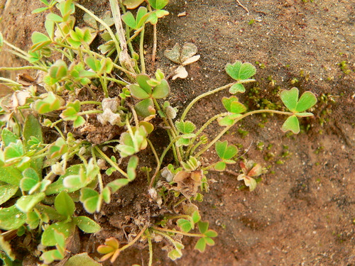 Egyptian Water-clover (Marsilea aegyptiaca)