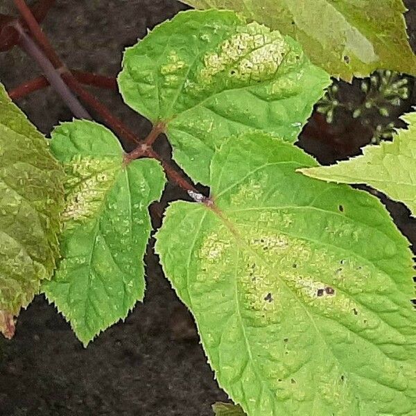 American Ginseng (Panax quinquefolius)