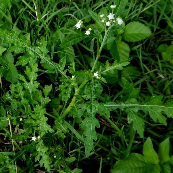 Santa Maria Feverfew (Parthenium hysterophorus)
