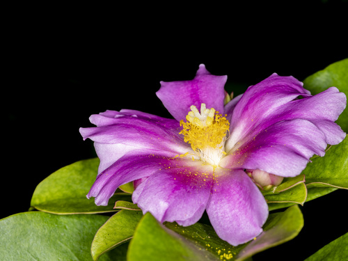 Rose Cactus (Pereskia grandifolia)
