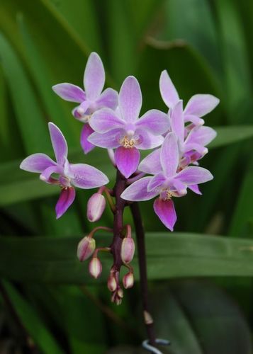 Phalaenopsis Singuliflora (Phalaenopsis × singuliflora)