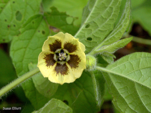 clammy groundcherry (Physalis heterophylla)