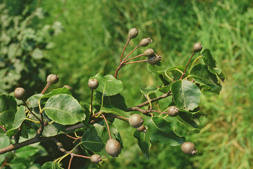 Plymouth Pear (Pyrus cordata)