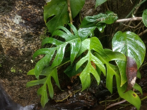 Rhaphidophora tetrasperma (Rhaphidophora tetrasperma)