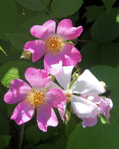 Climbing Rose (Rosa setigera)