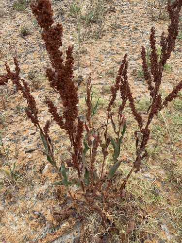 Arrowleaf Dock (Rumex lativalvis)