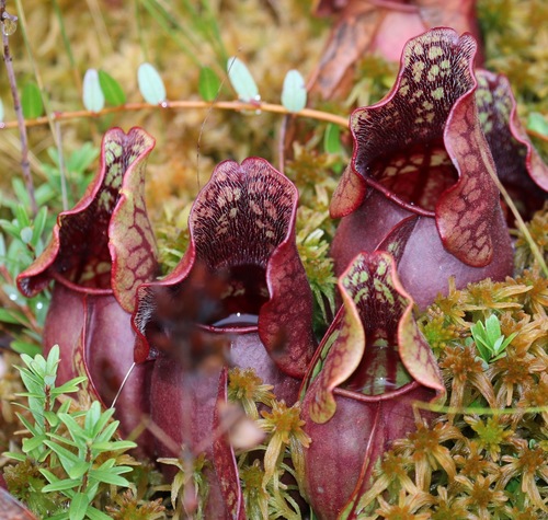 Purple Pitcherplant (Sarracenia purpurea)
