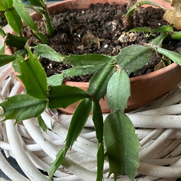 Schlumbergera russelliana (Schlumbergera russelliana)