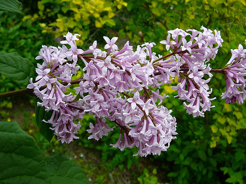 Hungarian Lilac (Syringa josikaea)