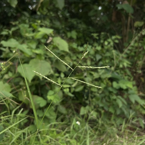Urochloa glumaris (Urochloa glumaris)