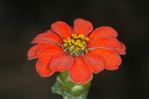 Peruvian Zinnia (Zinnia peruviana)
